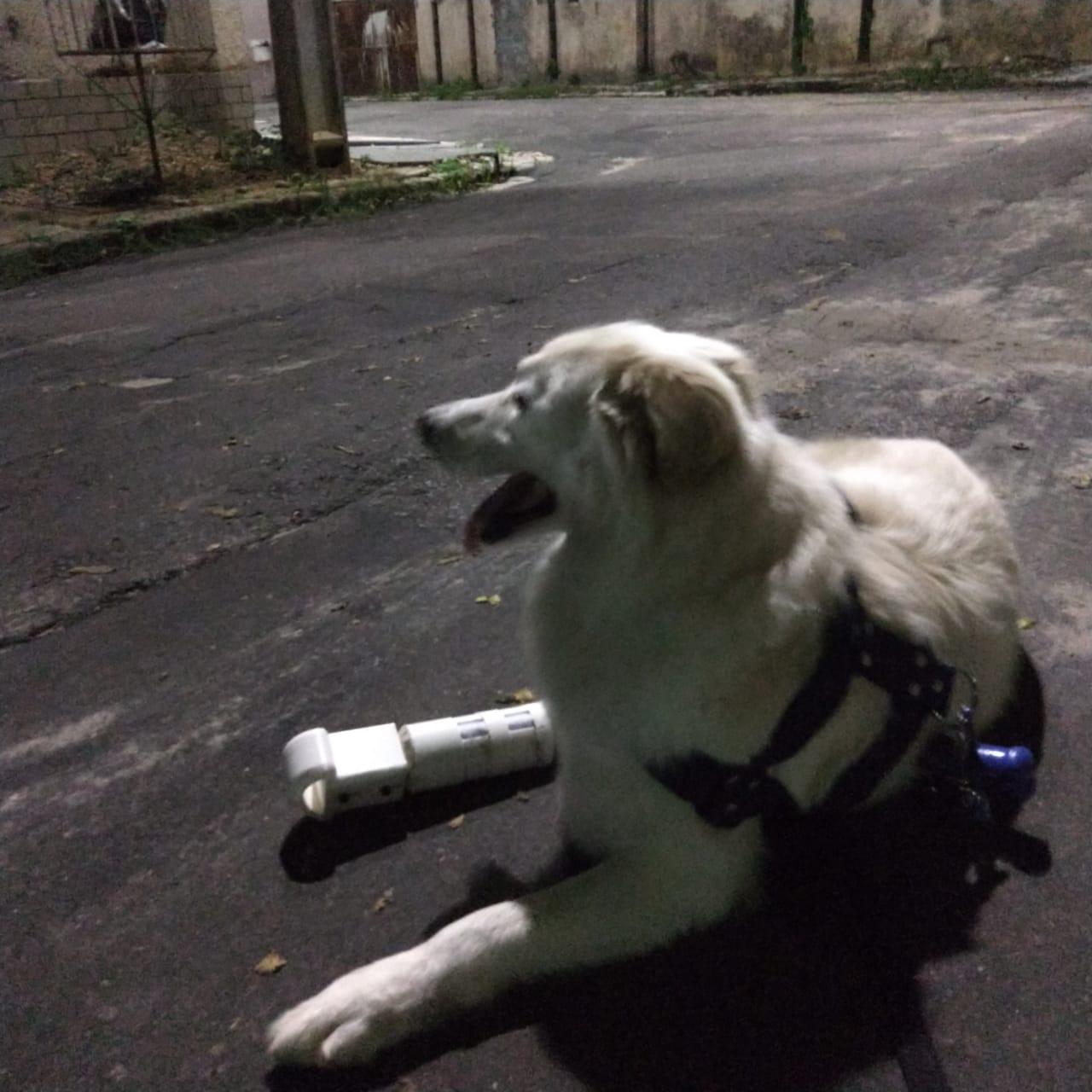 Curso de Medicina Veterinária mostra próteses 3D para animais mutilados