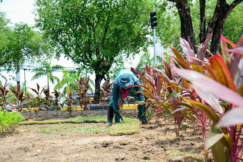 Serviço de paisagismo é concluído em bairro de Manaus