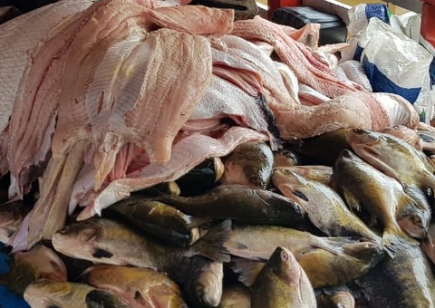Quase duas toneladas de pescado ilegal são apreendidas em barco em Manaus