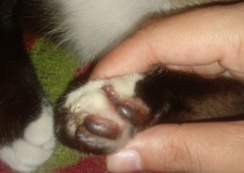 Gato tem unhas arrancadas ao sair de casa para passear em Manaus