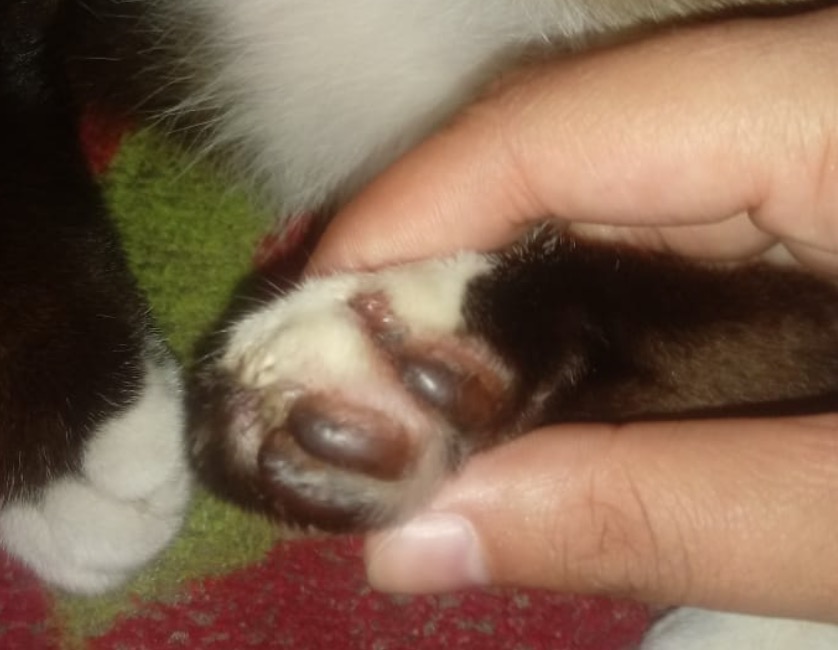 Gato tem unhas arrancadas ao sair de casa para passear em Manaus