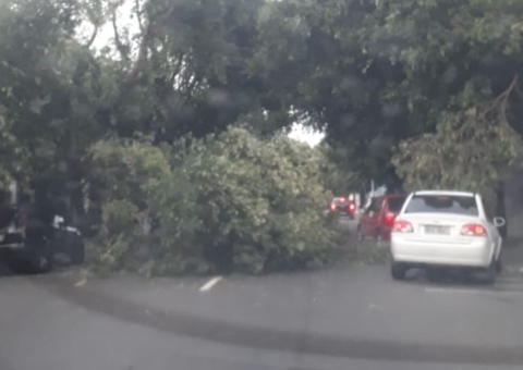 Árvore tomba no meio de avenida e complica acesso de motoristas em Manaus