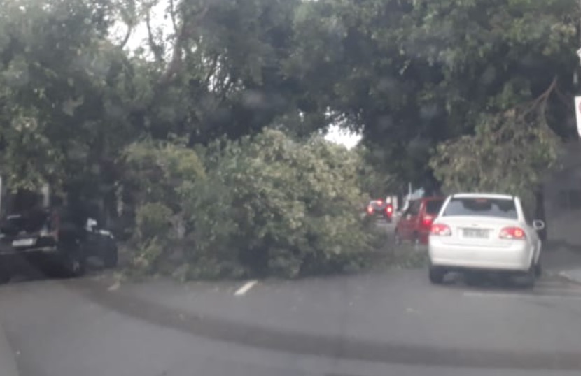Árvore tomba no meio de avenida e complica acesso de motoristas em Manaus