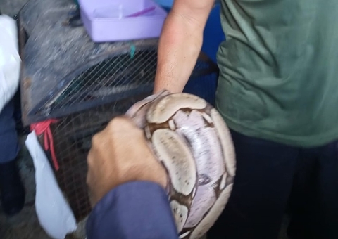 Homem é preso ao manter jiboias em cativeiro em Manaus