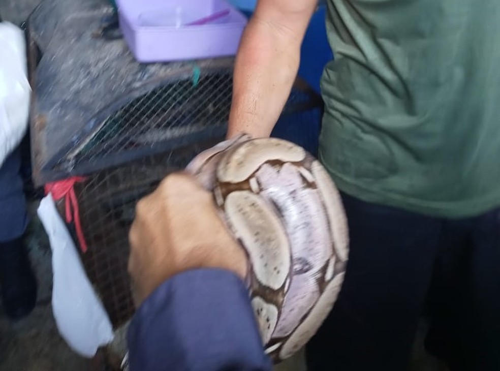 Homem é preso ao manter jiboias em cativeiro em Manaus