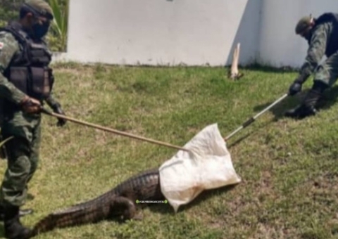 Jacaré causa pânico ao surgir no quintal de casa em Manaus