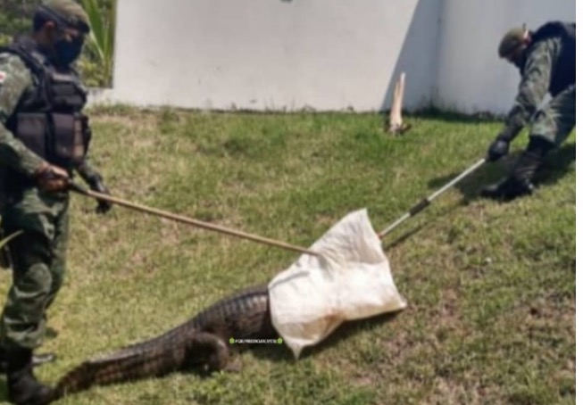 Jacaré causa pânico ao surgir no quintal de casa em Manaus