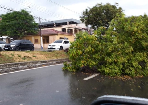Temporal faz árvore tombar no meio de avenida em Manaus