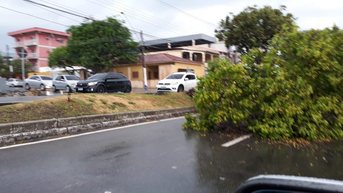 Temporal faz árvore tombar no meio de avenida em Manaus