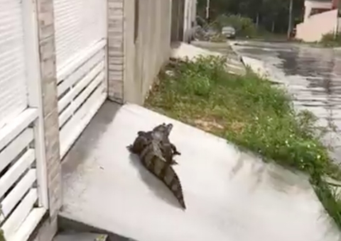 Vídeo: Jacaré é flagrado na porta de casa em Manaus após chuva