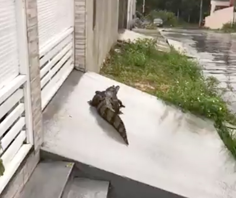 Vídeo: Jacaré é flagrado na porta de casa em Manaus após chuva
