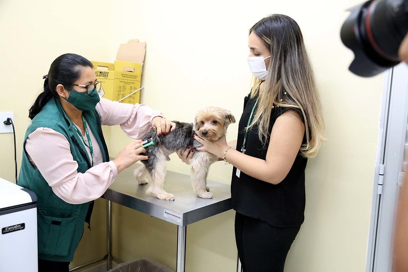 Vacinação de cães e gatos contra raiva começa nesta terça em Manaus