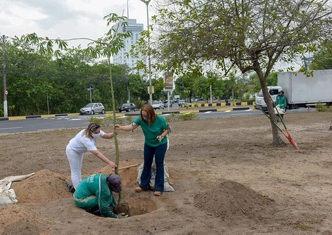 Plantio de sumaumeiras comemora Dia da Árvore em Manaus