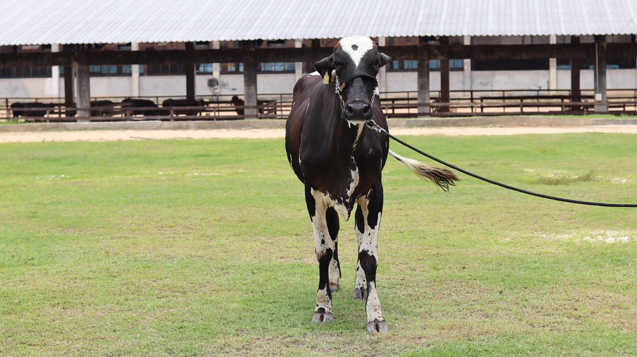 IV Feira de Agronegócios da Universidade Nilton Lins tem novo recorde; veja