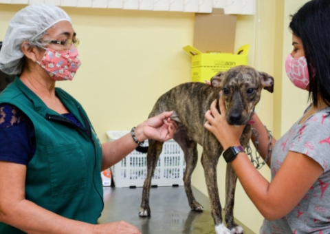 Mais de 80 mil cães e gatos são vacinados em campanha antirrábica em Manaus