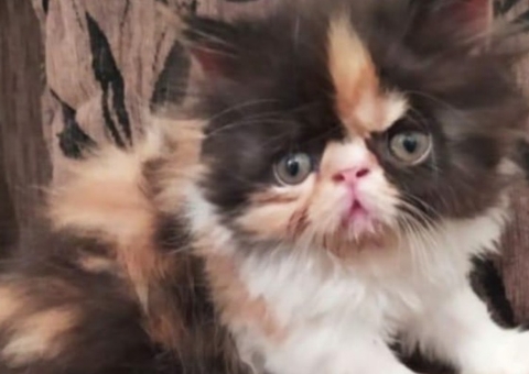 Família oferece recompensa para encontrar gata desaparecida em Manaus