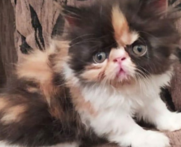 Família oferece recompensa para encontrar gata desaparecida em Manaus