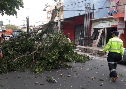 Árvore tomba no meio de avenida e compromete trânsito em Manaus