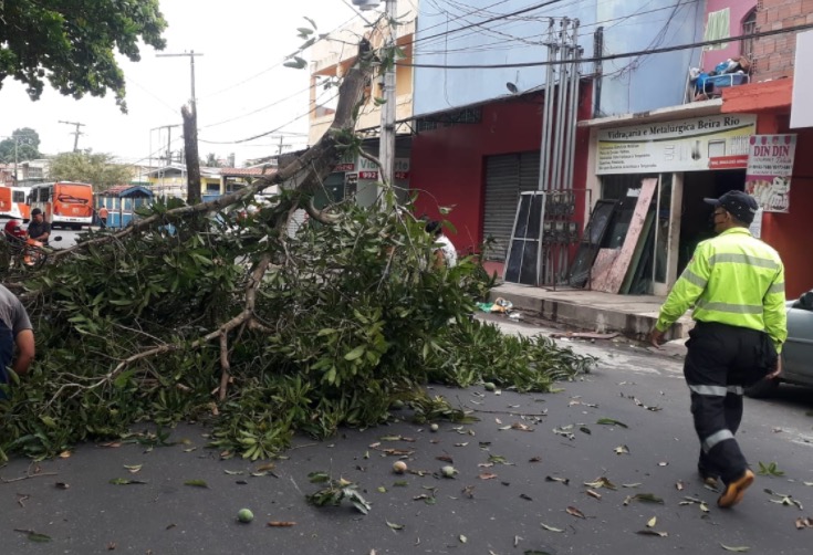 Árvore tomba no meio de avenida e compromete trânsito em Manaus
