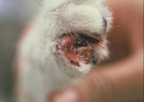 Manaus tem 4 casos confirmados de doença que afeta animais e pessoas