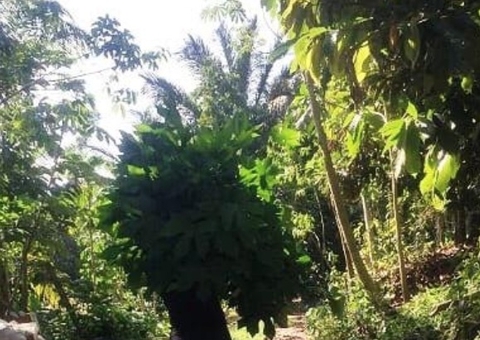 Pesquisadores descobrem plantas amazônicas que podem combater câncer