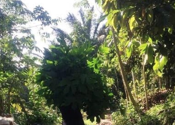 Pesquisadores descobrem plantas amazônicas que podem combater câncer