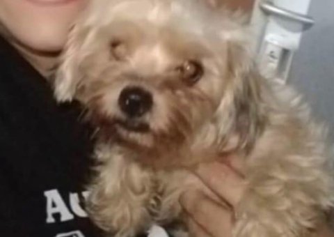 Cão foge durante queima de fogos de Natal em Manaus; Família pede ajuda