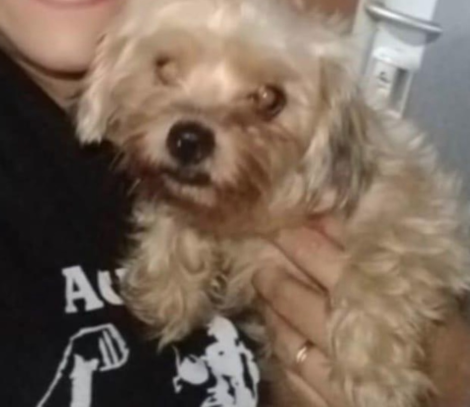 Cão foge durante queima de fogos de Natal em Manaus; Família pede ajuda