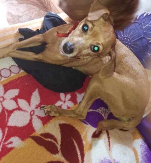 Família oferece recompensa para encontrar cadela desaparecida