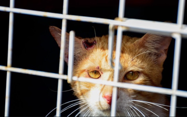 Casos de esporotricose animal sobem para 14 em Manaus