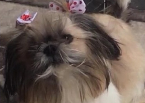 Família pede ajuda para encontrar cadela desaparecida;