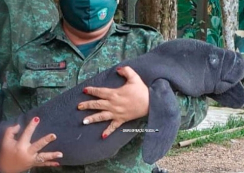 Filhote de peixe-boi é resgatado dentro de embarcação na Manaus Moderna