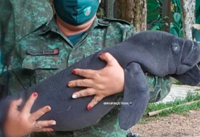 Filhote de peixe-boi é resgatado dentro de embarcação na Manaus Moderna