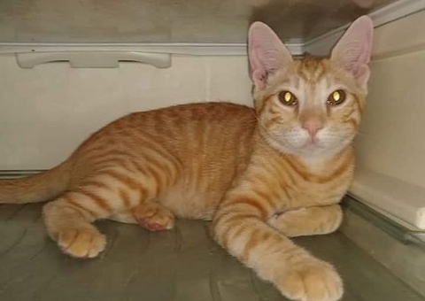  Tutora oferece recompensa para encontrar Gato roubado em Manaus