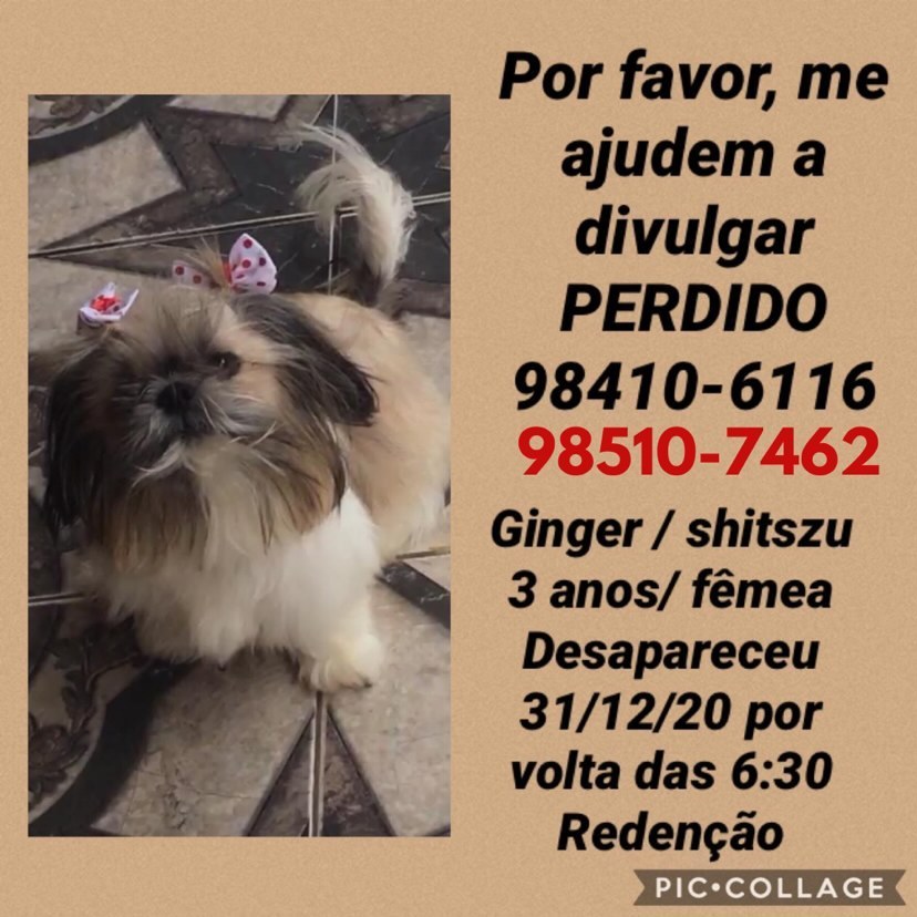 Família pede ajuda para encontrar cadela desaparecida;