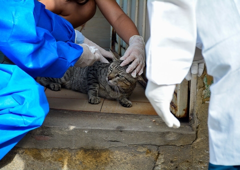 Manaus registra 14 novos casos de esporotricose animal