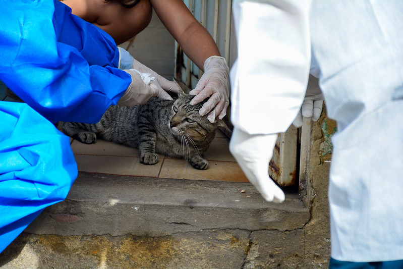 Manaus registra 14 novos casos de esporotricose animal