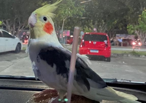 Família oferece recompensa por calopsita desaparecida em Manaus