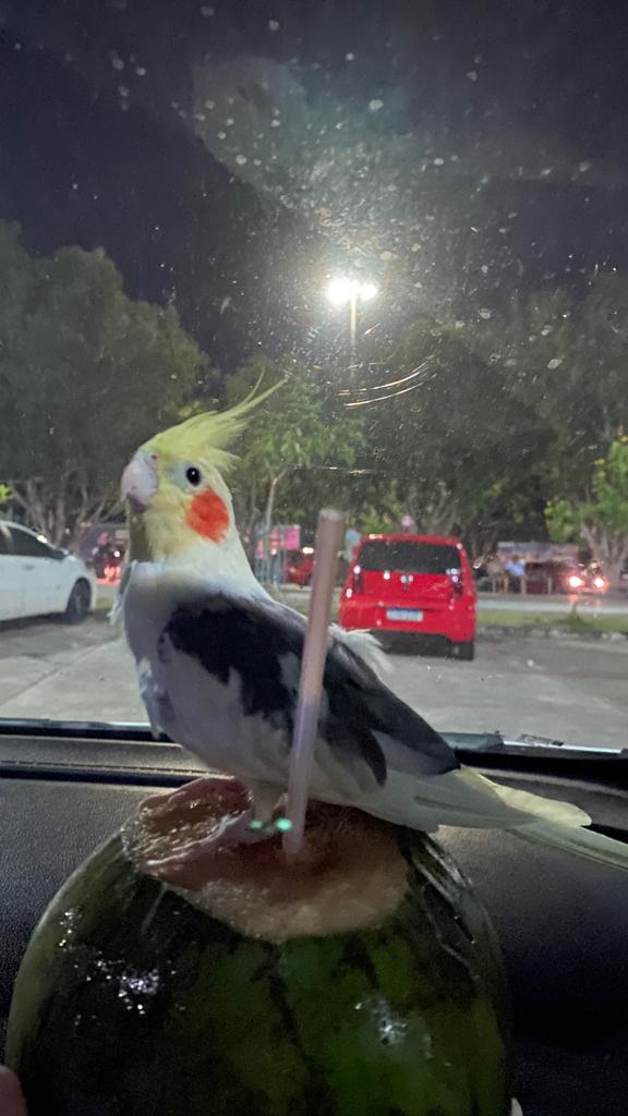 Família oferece recompensa por calopsita desaparecida em Manaus