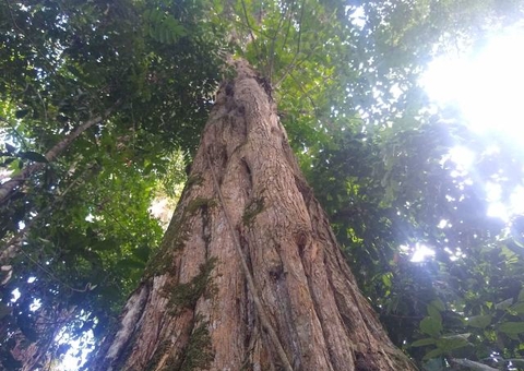 Musa inaugura trilha e comemora aniversário de Manaus