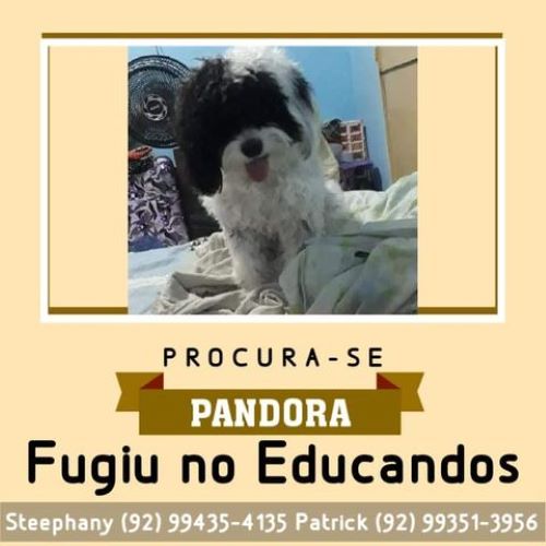 Família pede ajuda para encontrar cadela desaparecida em Manaus