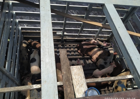 Dono de embarcação é autuado e 162 animais são apreendidos em Manaus