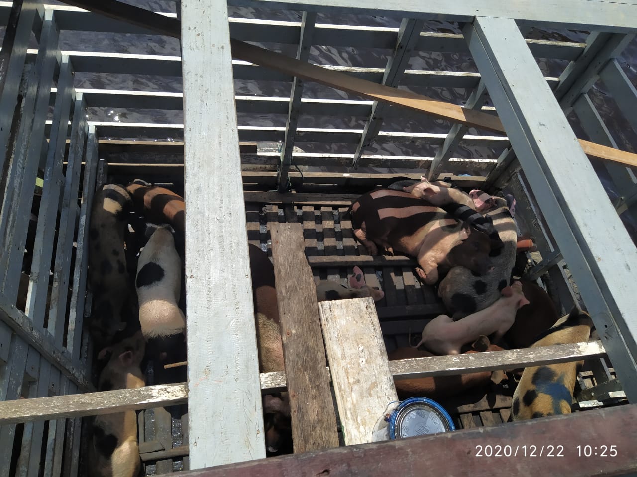 Dono de embarcação é autuado e 162 animais são apreendidos em Manaus