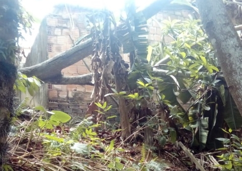 Temporal derruba árvore e alaga rua durante madrugada tensa em  Manaus 