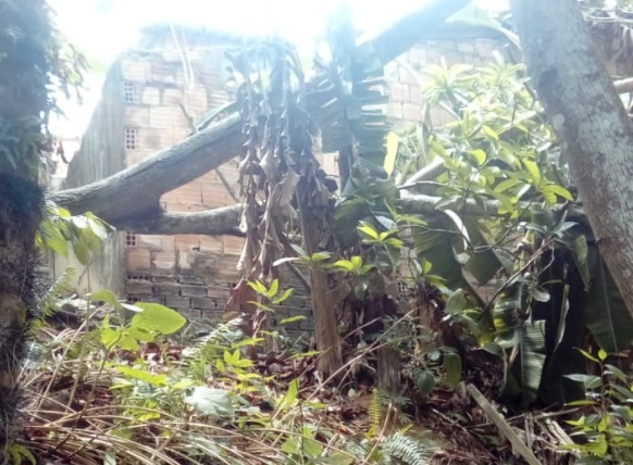 Temporal derruba árvore e alaga rua durante madrugada tensa em  Manaus 