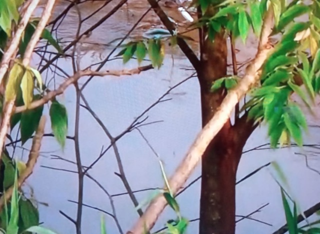 Bombeiros procuram bebê que foi jogada pelo padrasto em igarapé de Manaus