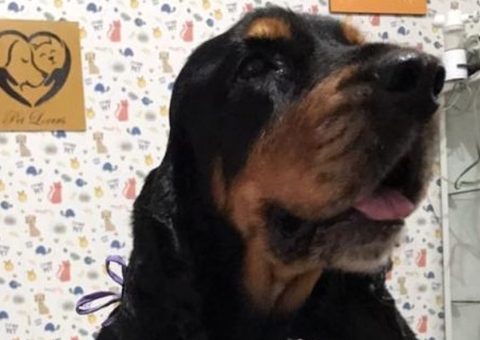 Vídeo: Cadela é roubada e dono oferece recompensa de R$ 1 mil em Manaus 