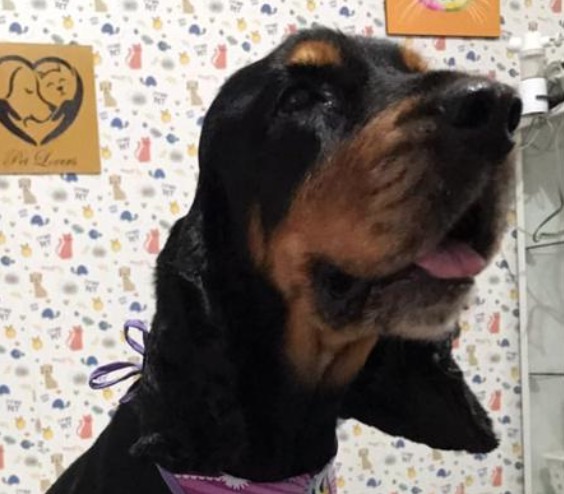 Vídeo: Cadela é roubada e dono oferece recompensa de R$ 1 mil em Manaus 