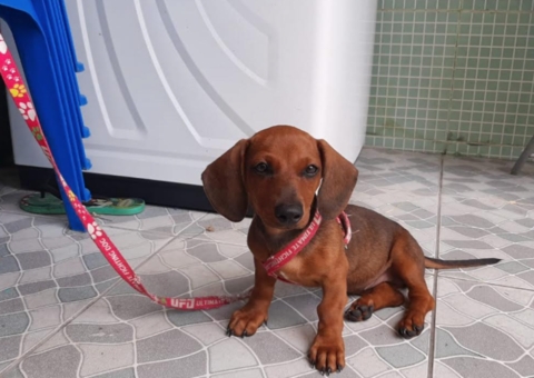 Família oferece recompensa por cadelinha desaparecida em Manaus