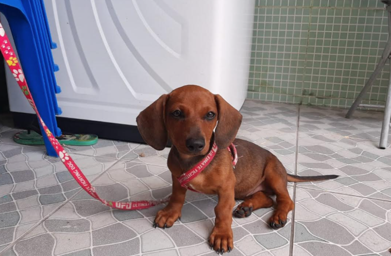 Família oferece recompensa por cadelinha desaparecida em Manaus